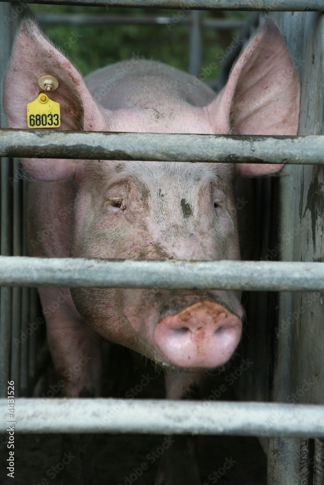 Schweinezucht