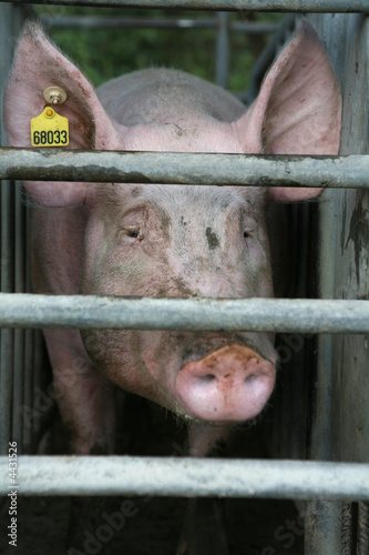 Obraz na płótnie Schweinezucht w salonie