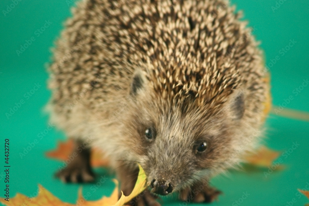 Hedgehog and maple leaves on a green background. Hedgehog and maple leaves on a green background.