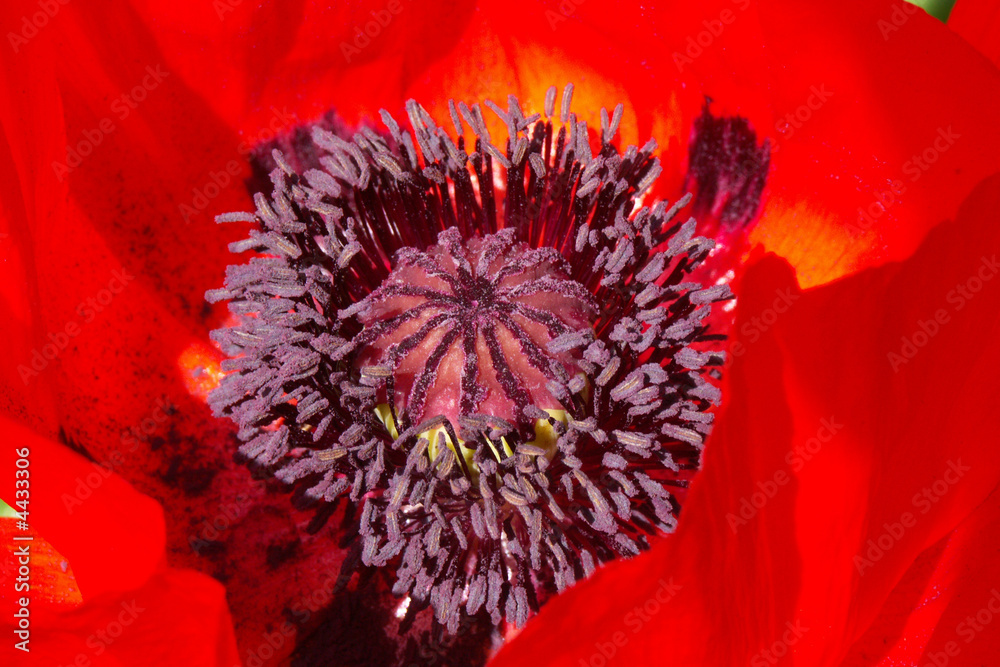 Naklejka premium Mohnblüte 