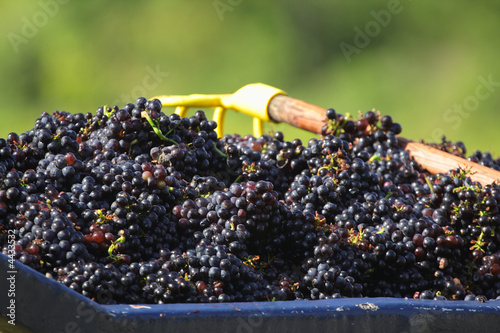 Grapes harvested for wine making