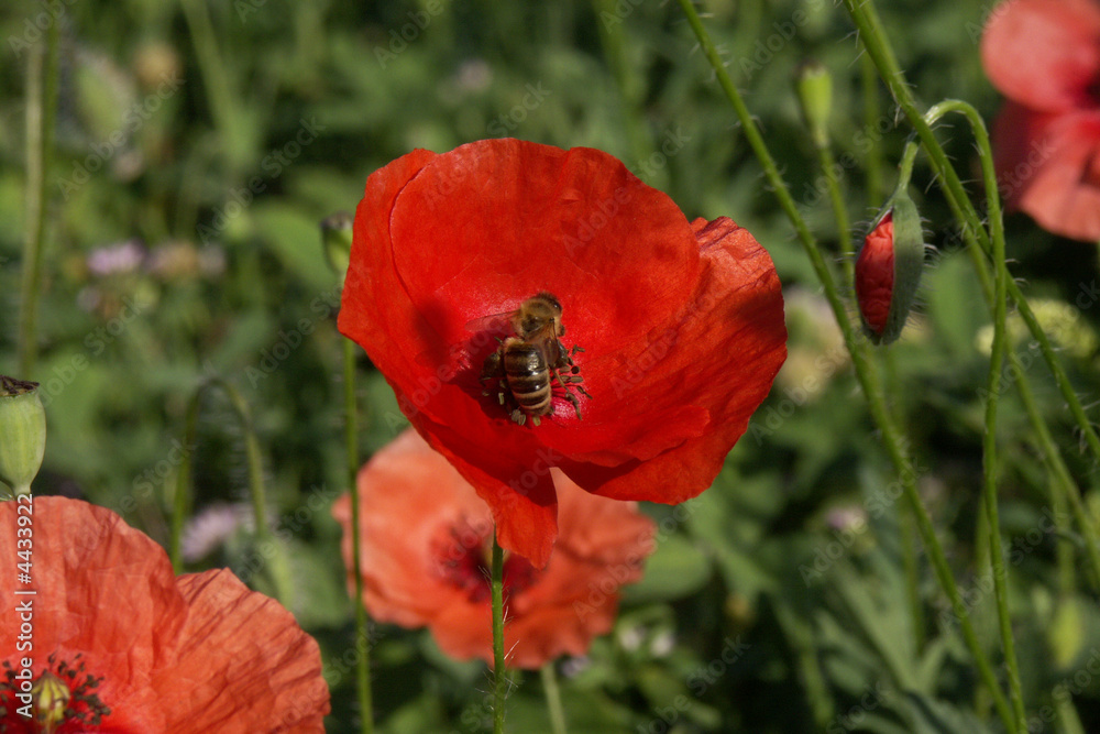 Fototapeta premium Mohn