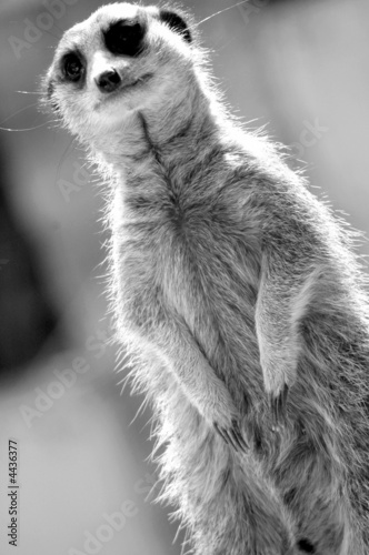 meercat © david purday