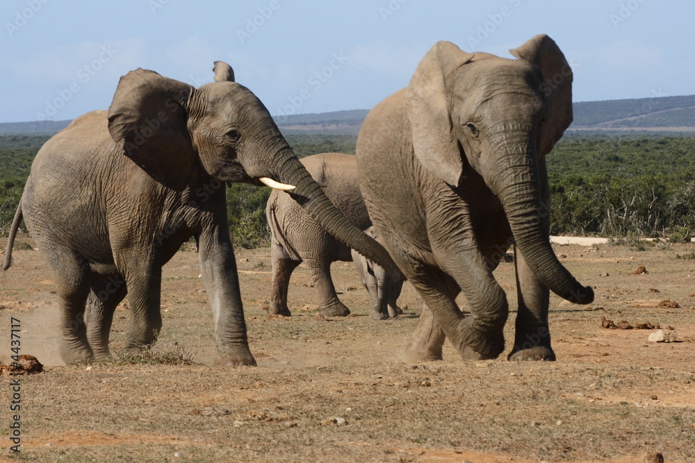 Fototapeta premium young elephants playing with nom looking on