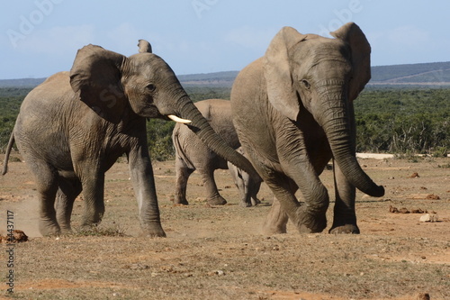 young elephants playing with nom looking on © bondsza