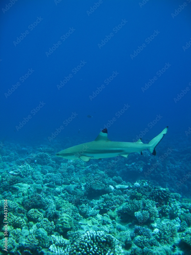 Fototapeta premium Tiburon punta negra de Tahiti