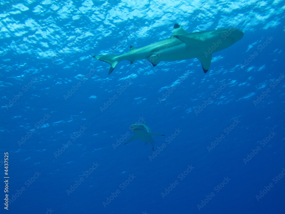 Obraz premium Dos Puntas Negras, Tiburones del Pacifico