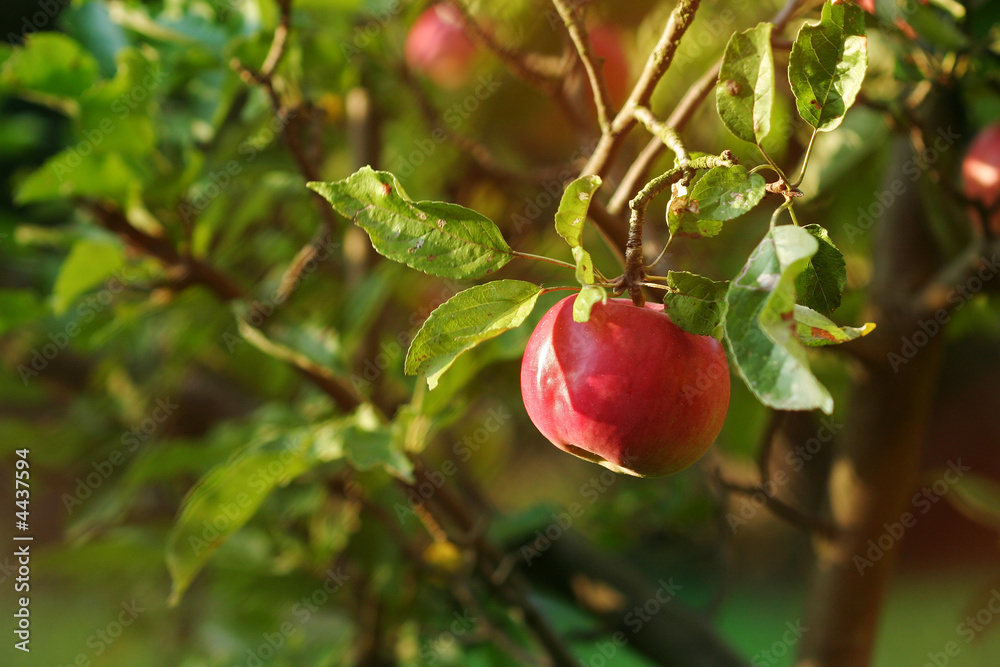 Red apple on the appletree-summer-autumn-garden