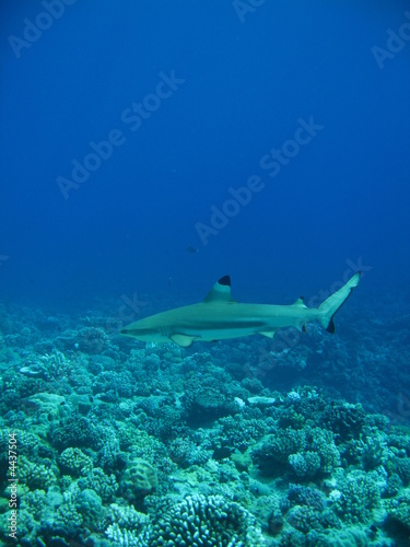 Tiburon punta negra de Tahiti © Mr.Papeete