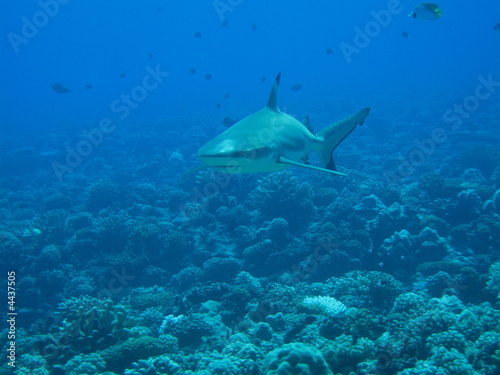 tiburon de frente  Bora Bora