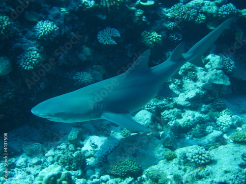 Tiburon Limon en Bora Bora