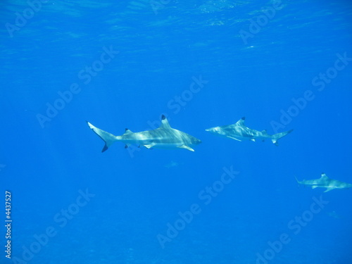 Tres tiburones puntas negras  © Mr.Papeete