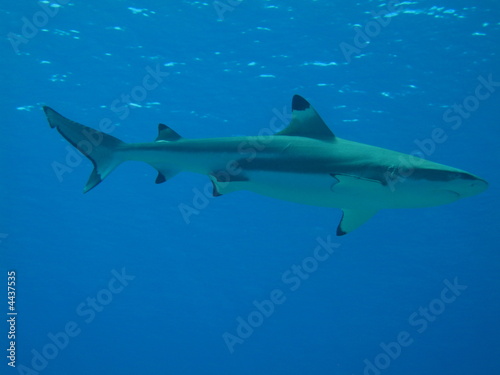 Tiburon Punta Negra sobre azul