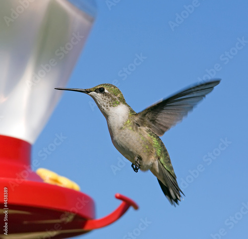 Female Ruby-throated Hummingbird flying by feeder. Blue sky.