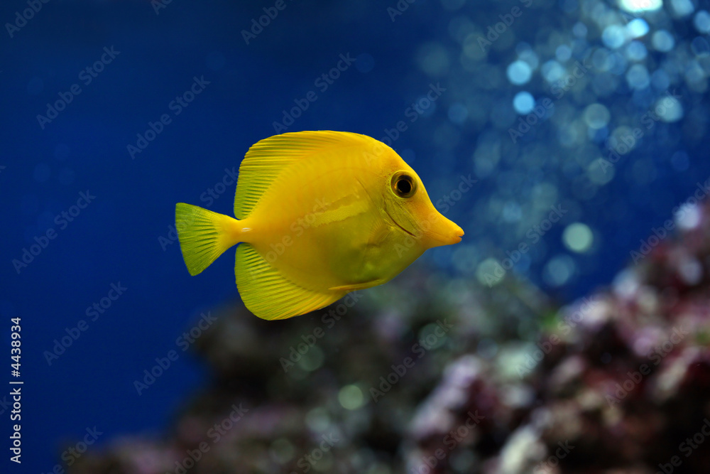 Yellow tropical doctorfish in an aquarium