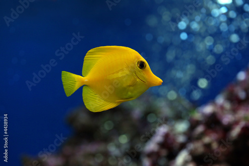 Yellow tropical doctorfish in an aquarium