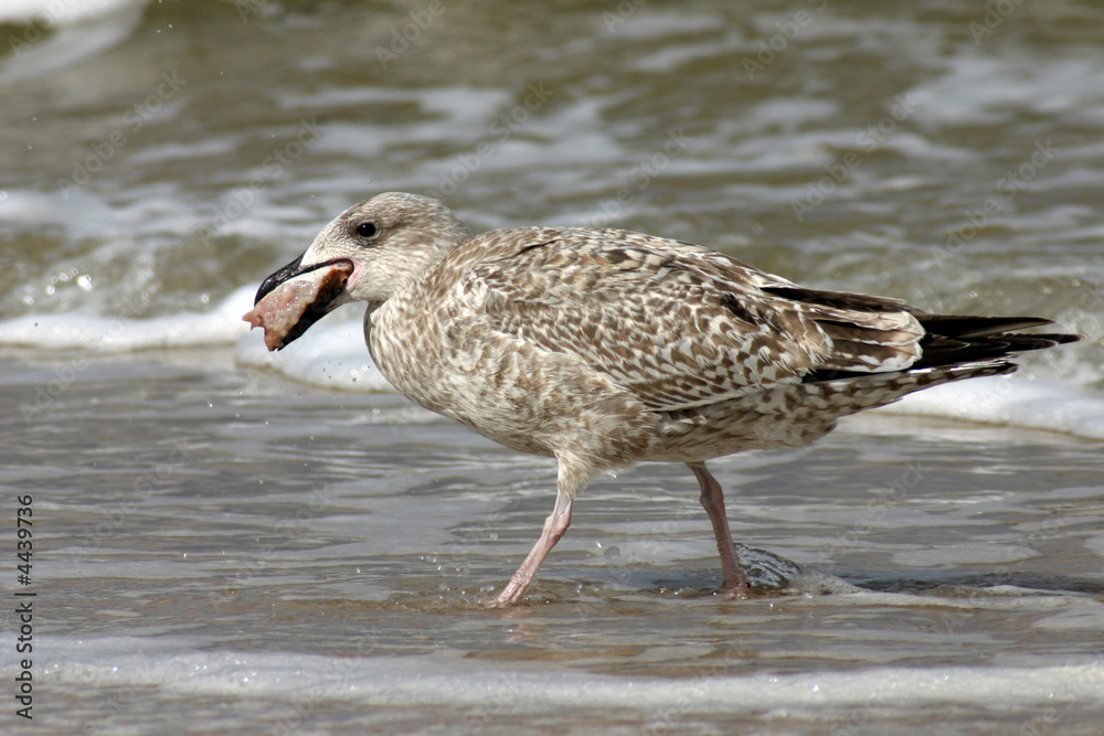 hunting seagull devouring it's victim fish hunting seagull devouring it's victim fish