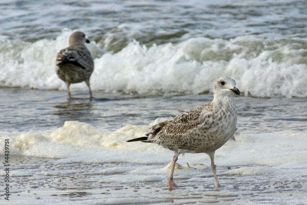 two seagulls paddling in the waves two seagulls paddling in the waves