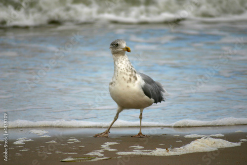 funny seagull on the beach