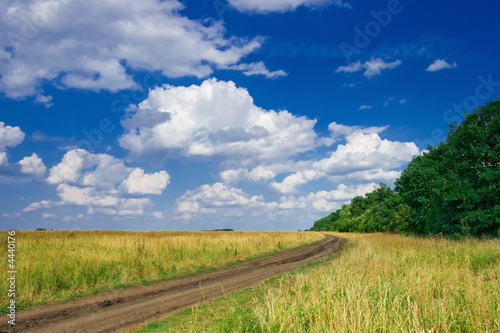 Summer landscape