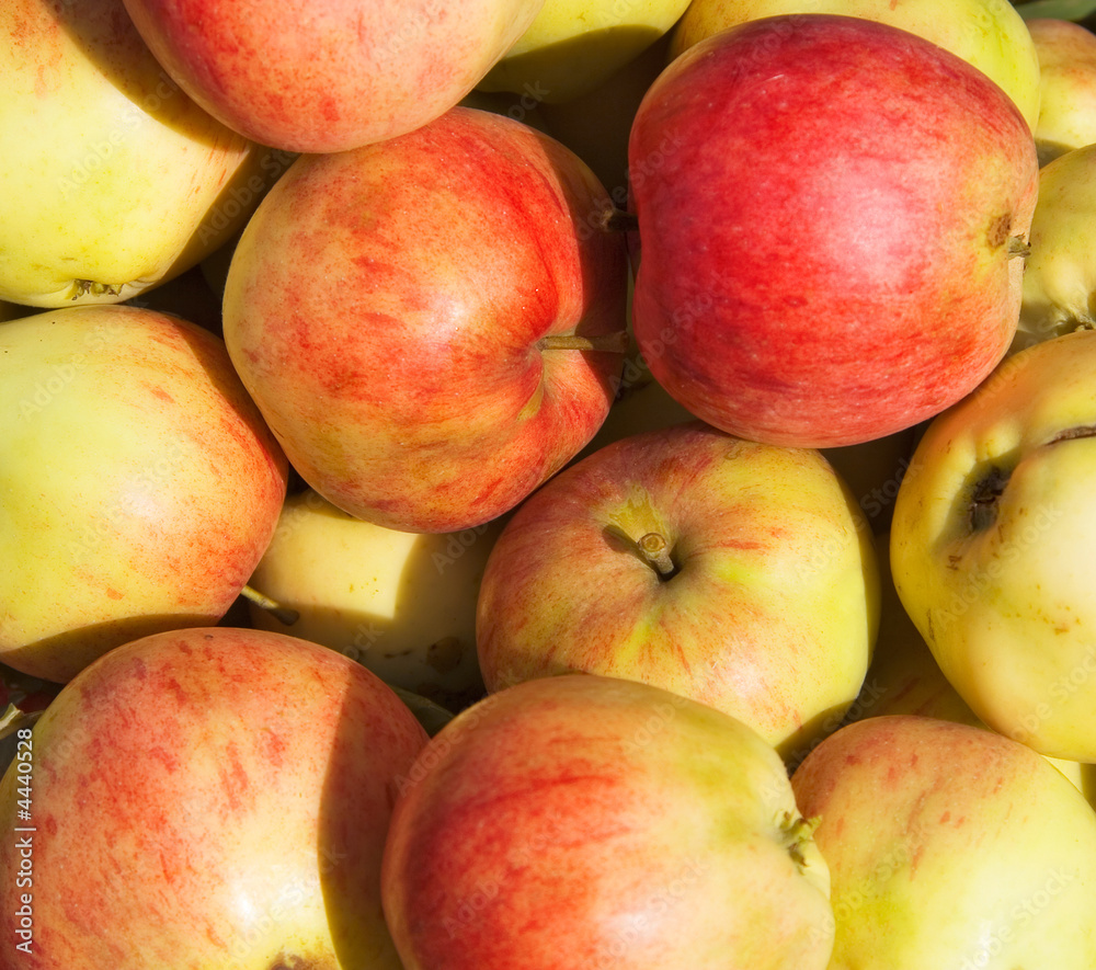 Many ripe apples Many ripe apples
