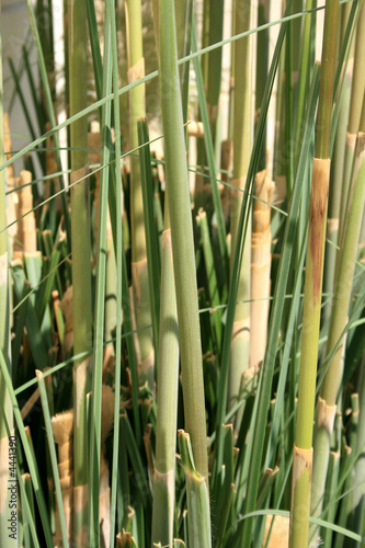 Reed stems
