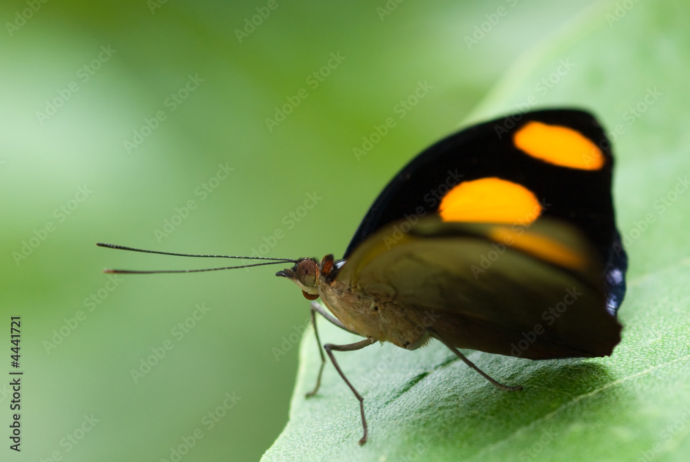 Obraz premium beautiful butterfly