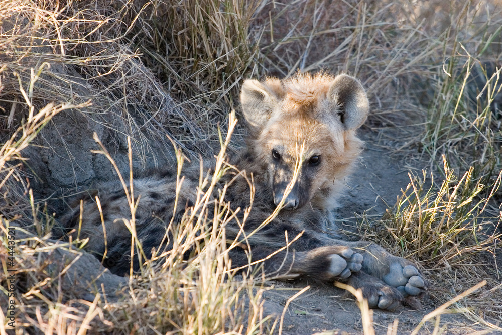 Obraz premium hyena cub