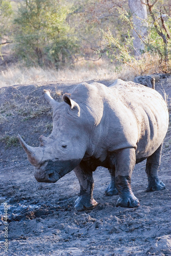 rhino in the sabi sand reserve