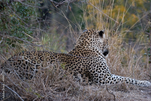 leopard in the african bush