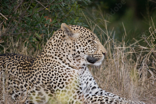 leopard in the bush