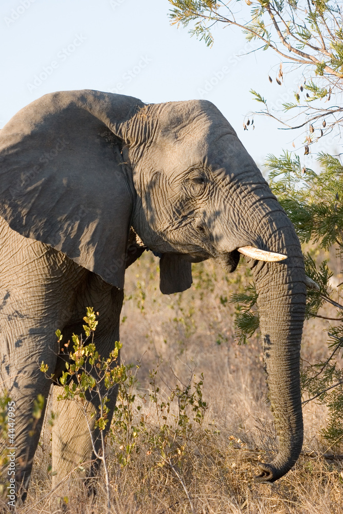 elephant in the african bush
