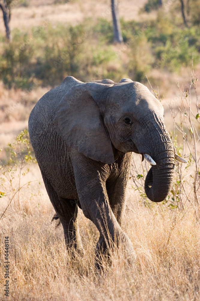 elephant at sabi sands reserve