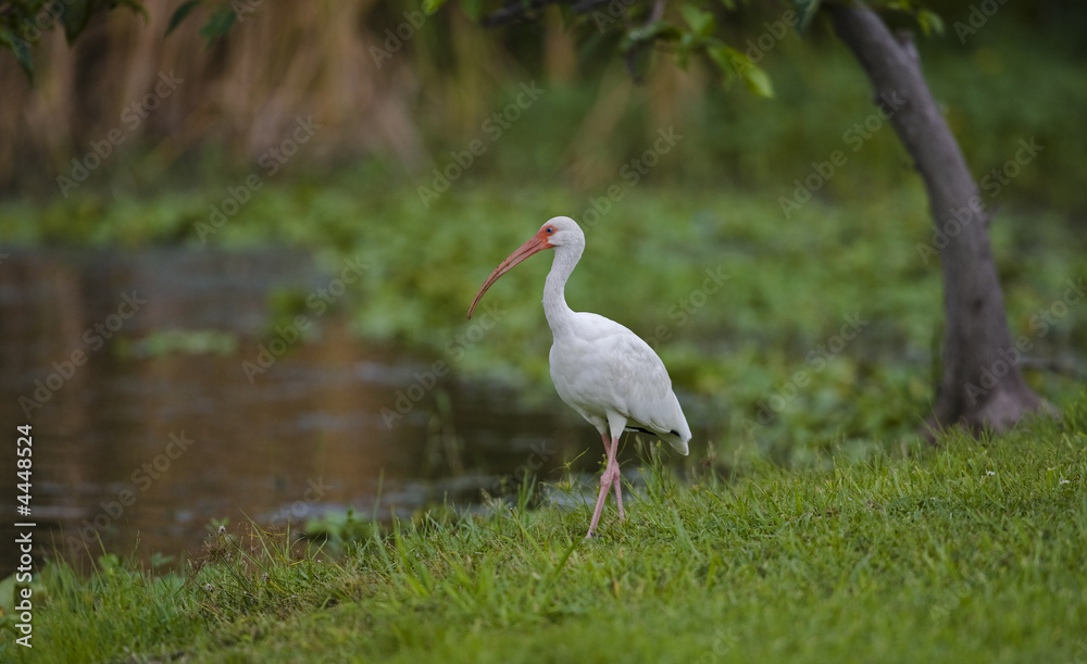 Fototapeta premium white ibis