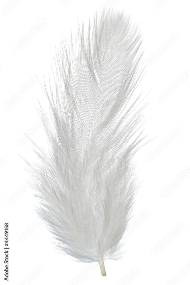 Obraz premium feather