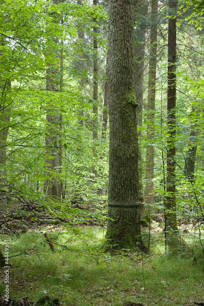 Obraz premium Big old oak black strip marked