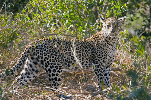 leopard at sabi sands in south africa
