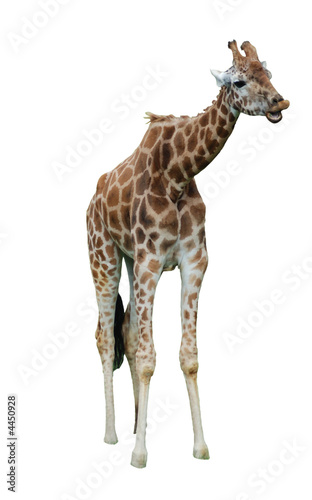 Fototapeta Naklejka Na Ścianę i Meble -  Baby Giraffe Eating