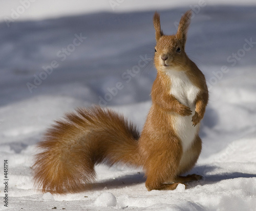 squirrel