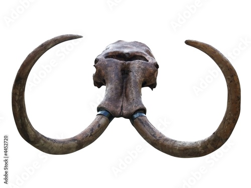 Canvas-taulu mammoth skull isolated