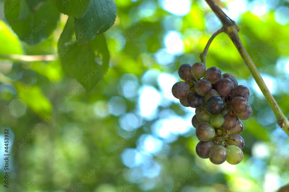 Wilde grape in the morning Wilde grape in the morning