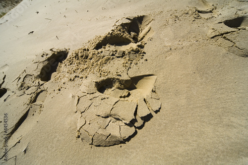 Seaside Baltic  - a dune photo