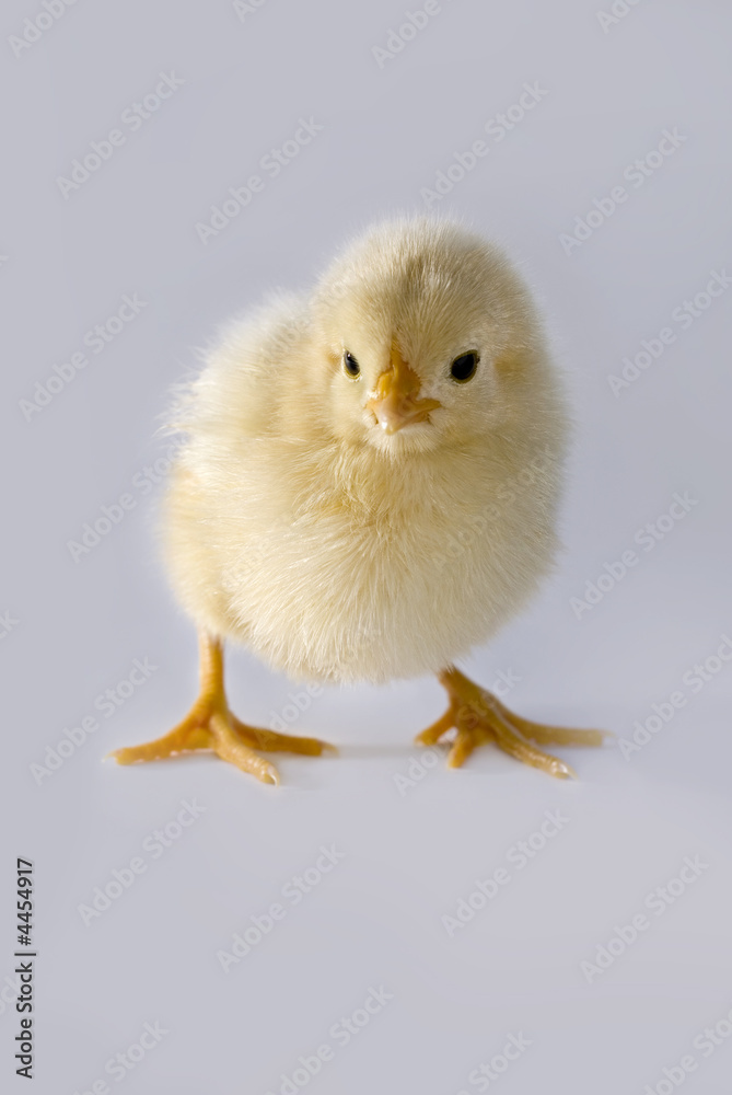 Fototapeta premium chicken