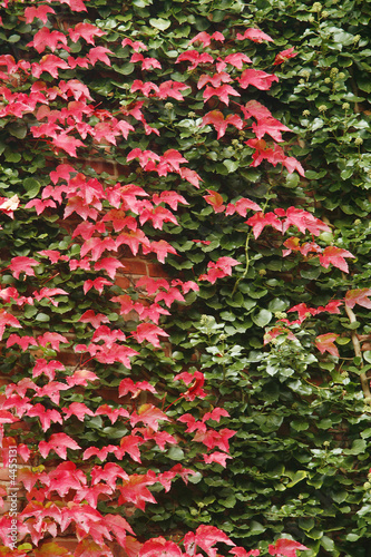 leaves 1534