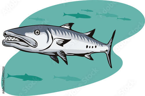Barracuda 