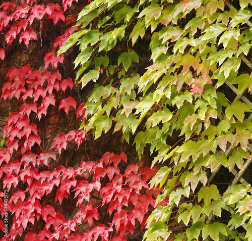 leaves 1530