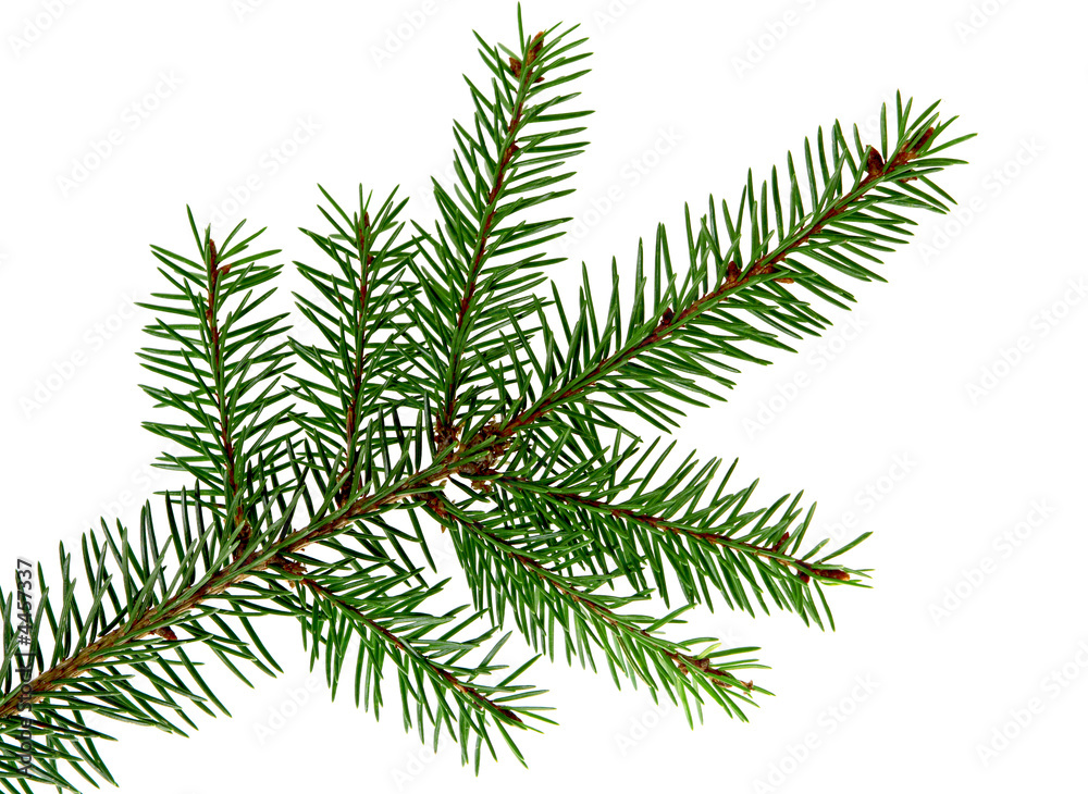 Branch of fir Branch of fir