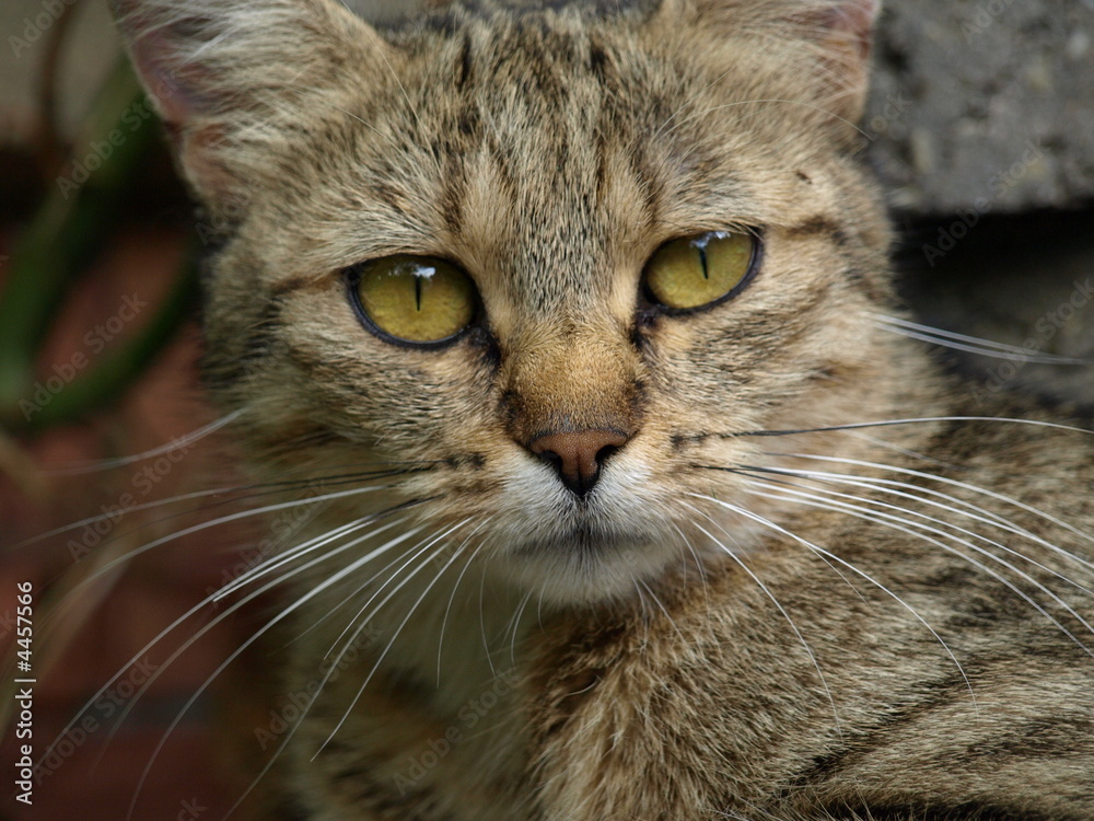 chat chat