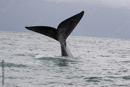 whale in south africa