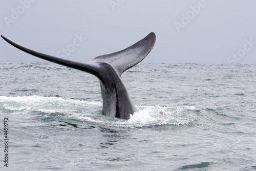 whale in south africa
